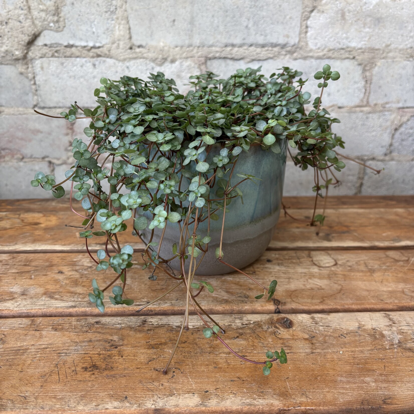 Pilea Aquamarine 5"