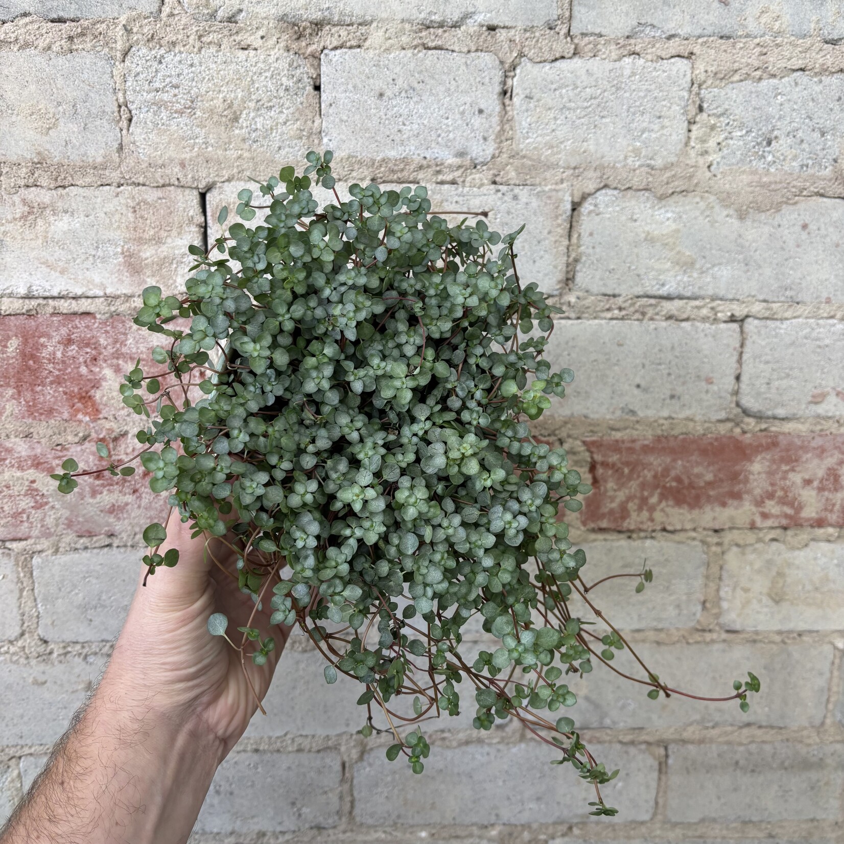 Pilea Aquamarine 5"