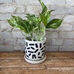 Golden Pothos 5"
