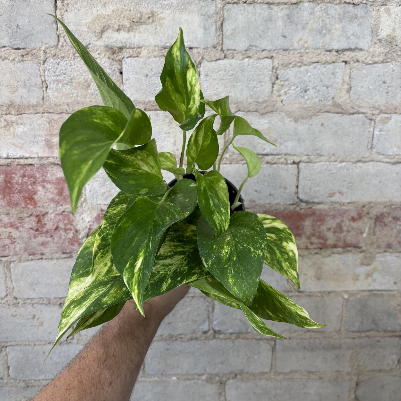 Golden Pothos 5"