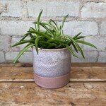 Peperomia Happy Bean 3.5"