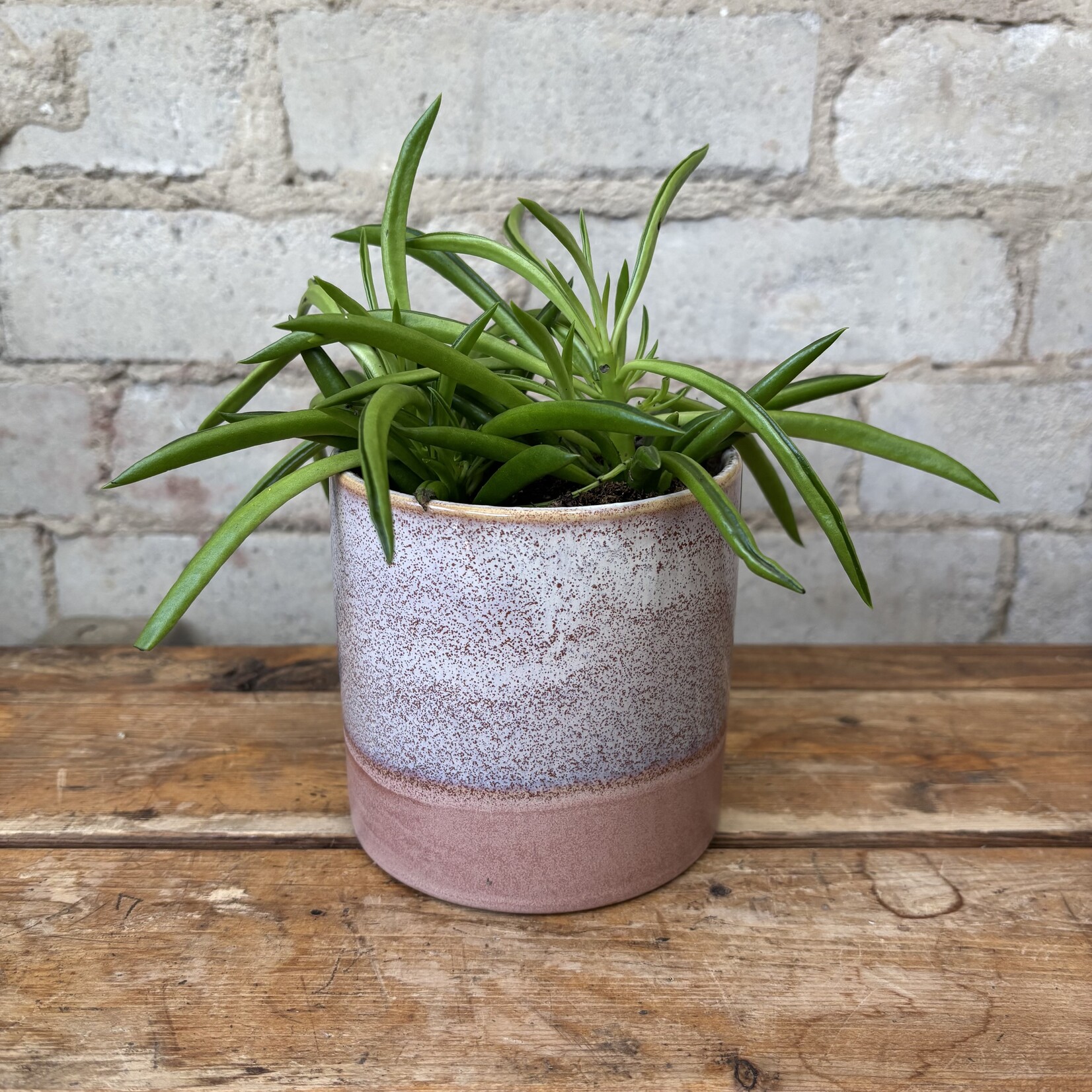 Peperomia Happy Bean 3.5"