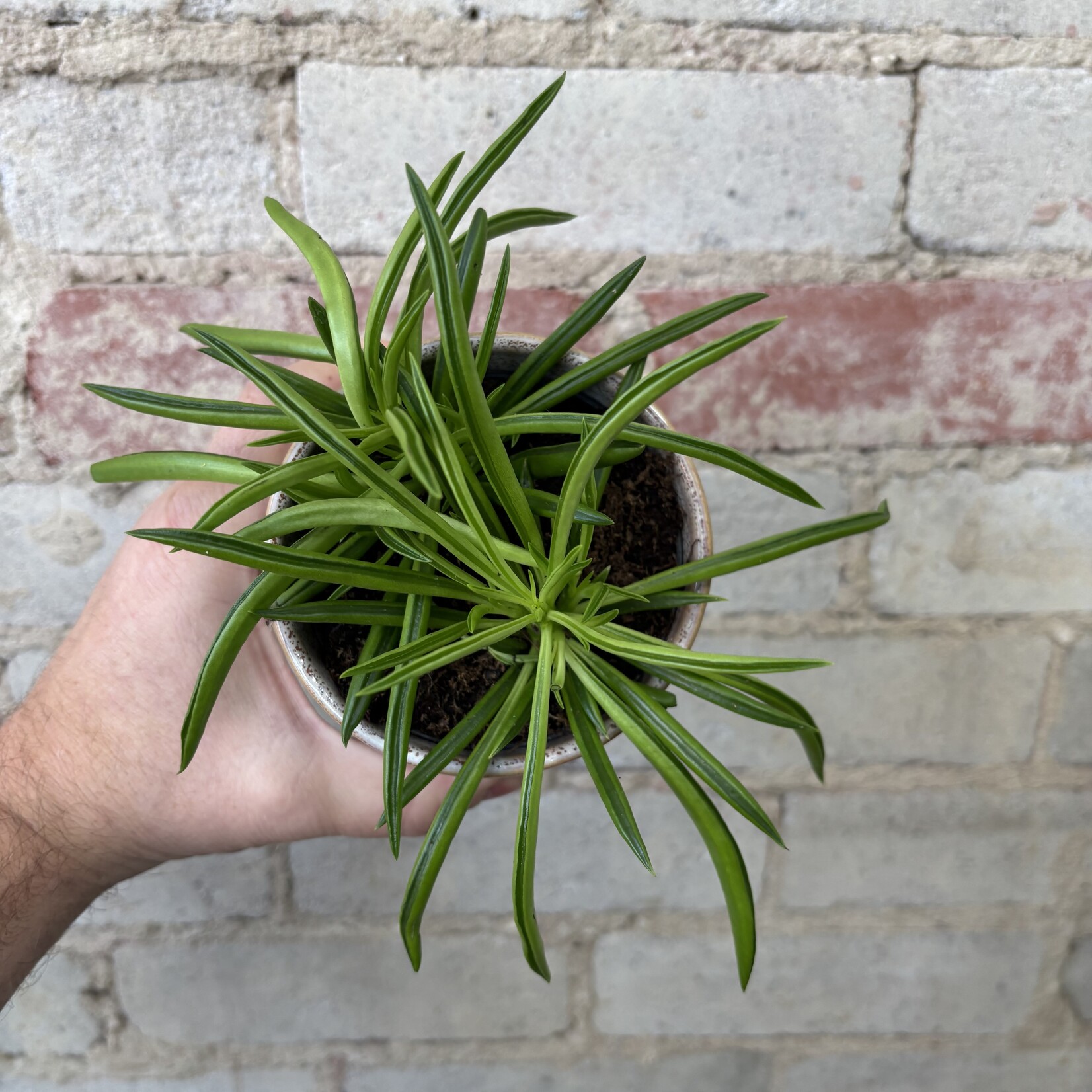 Peperomia Happy Bean 3.5"