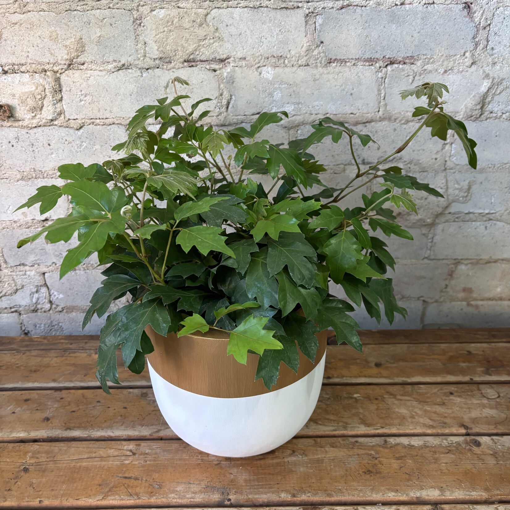 Cissus Oakleaf 6"