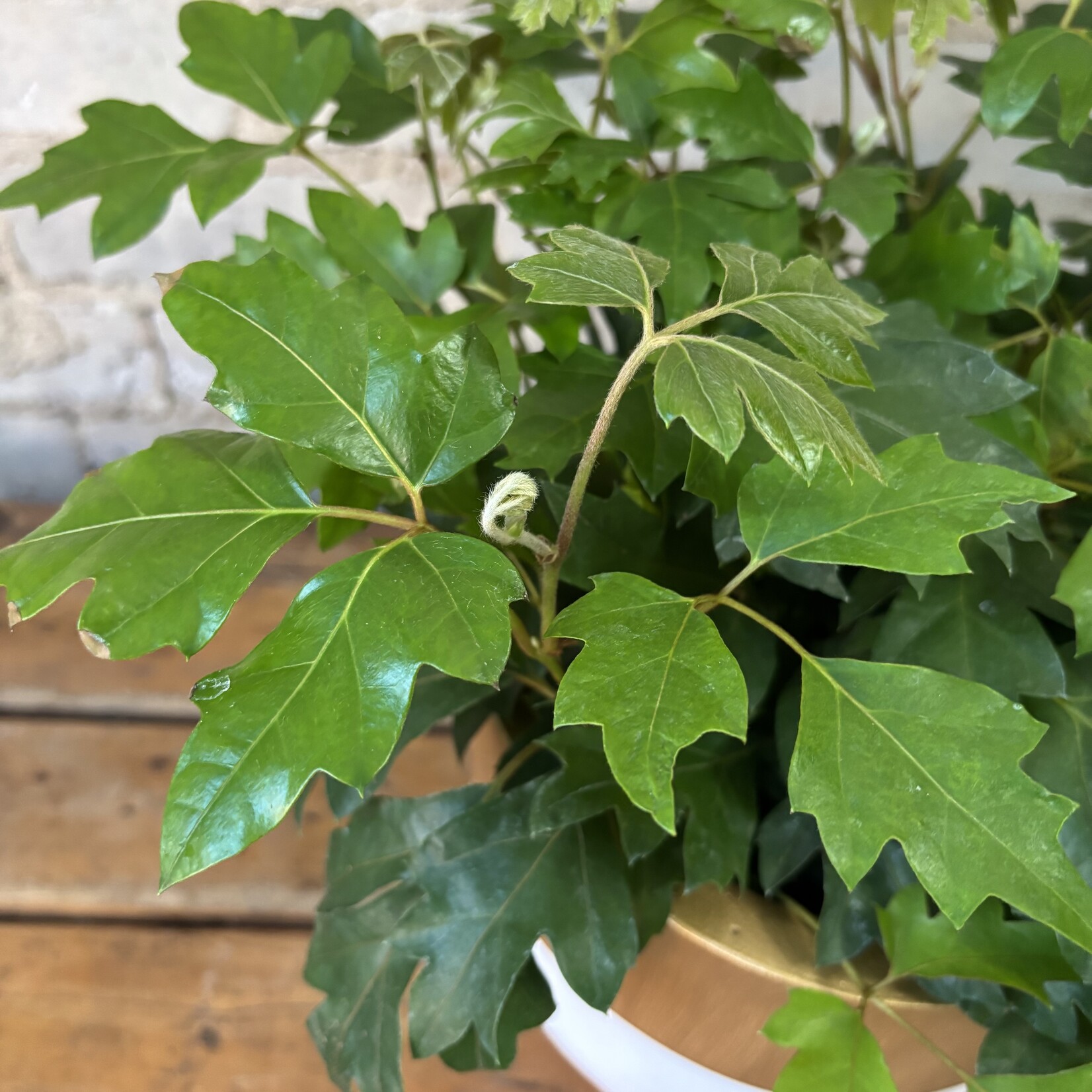 Cissus Oakleaf 6"