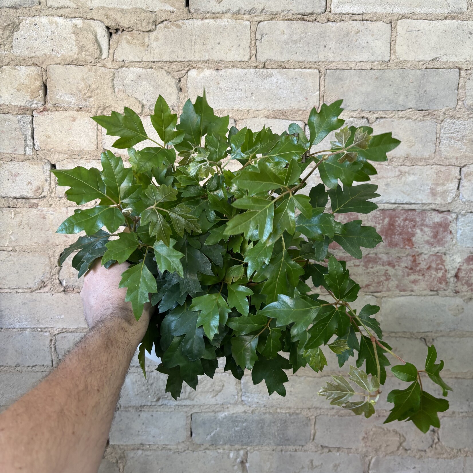 Cissus Oakleaf 6"