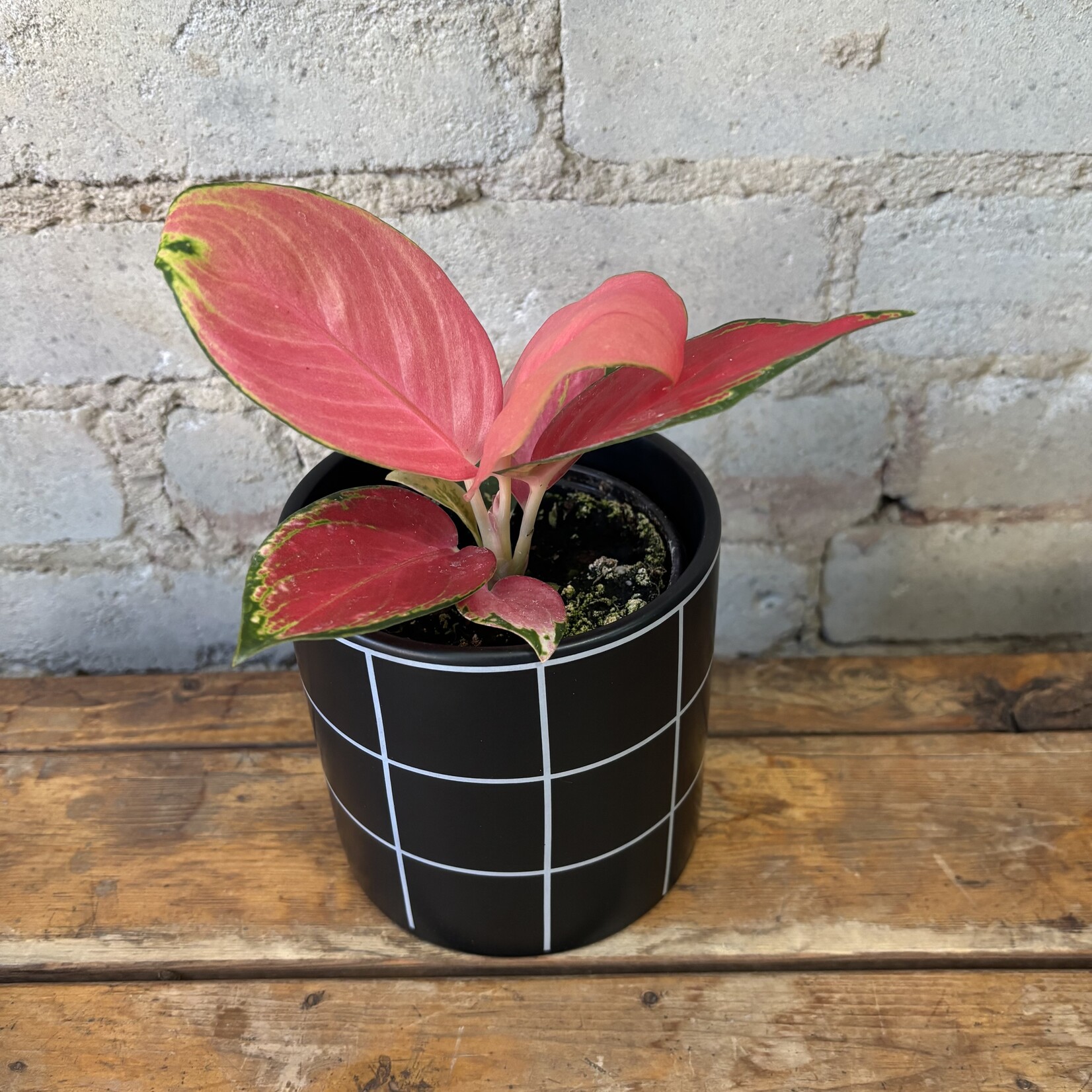 Aglaonema China Red 4"