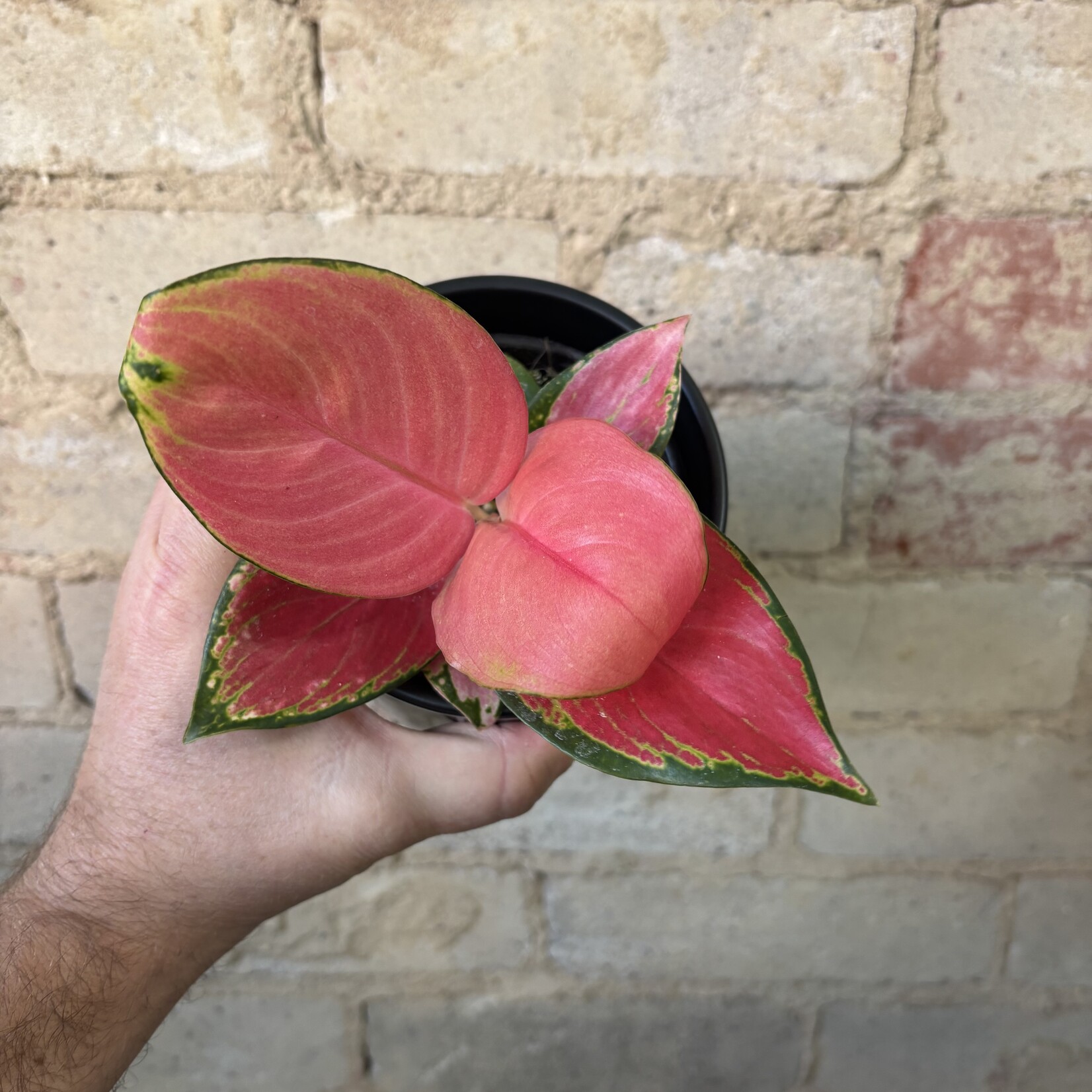 Aglaonema China Red 4"
