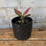 Aglaonema Very Red Valentine 4"