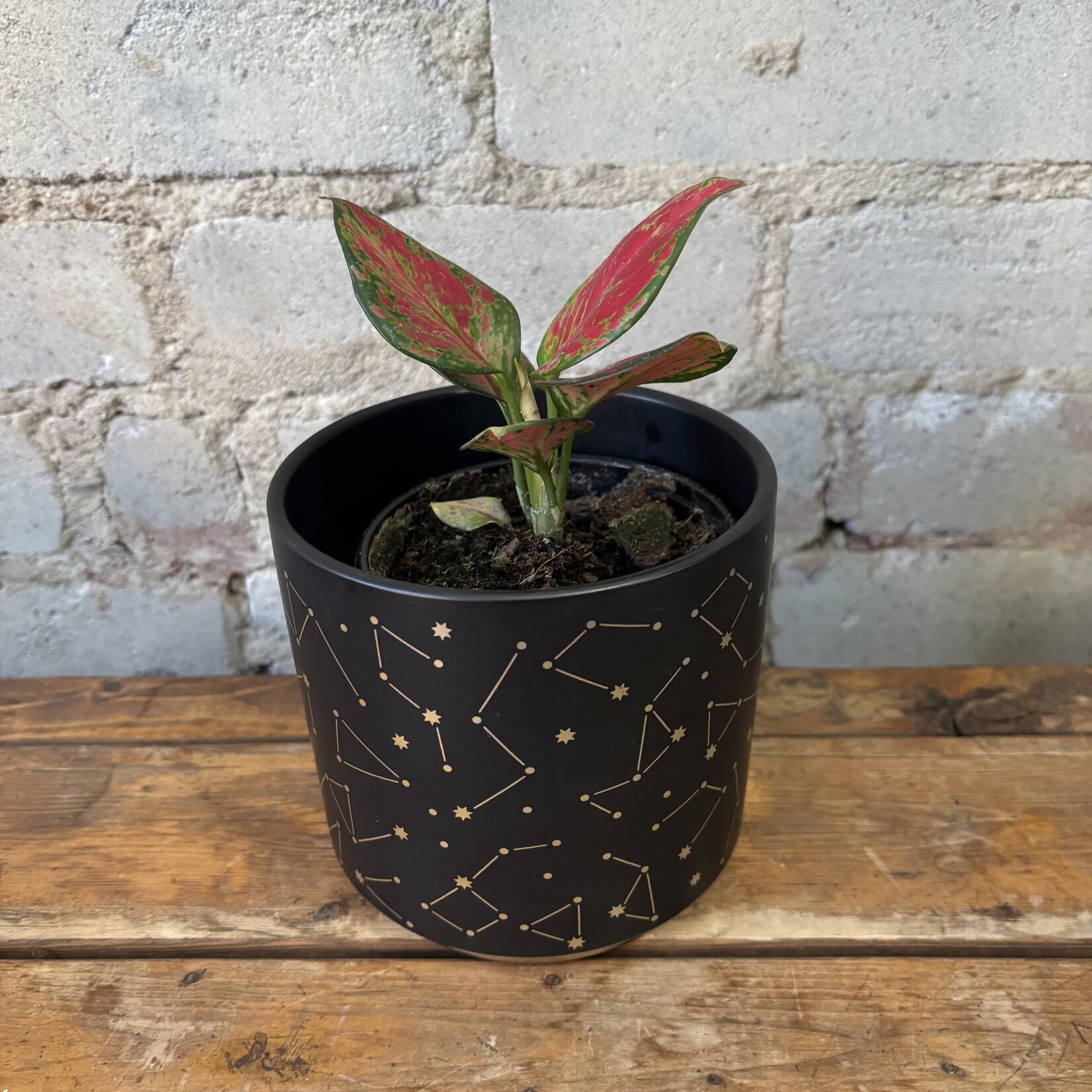 Aglaonema Very Red Valentine 4"