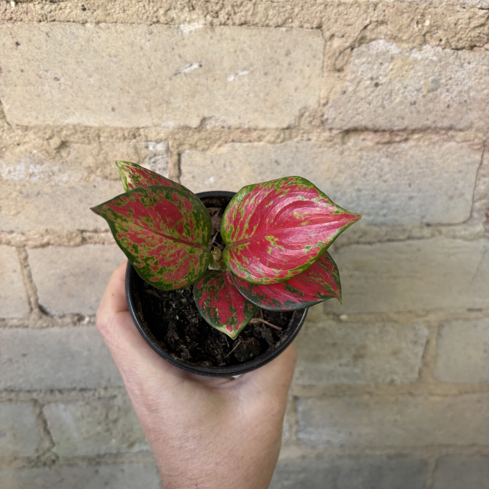 Aglaonema Very Red Valentine 4"