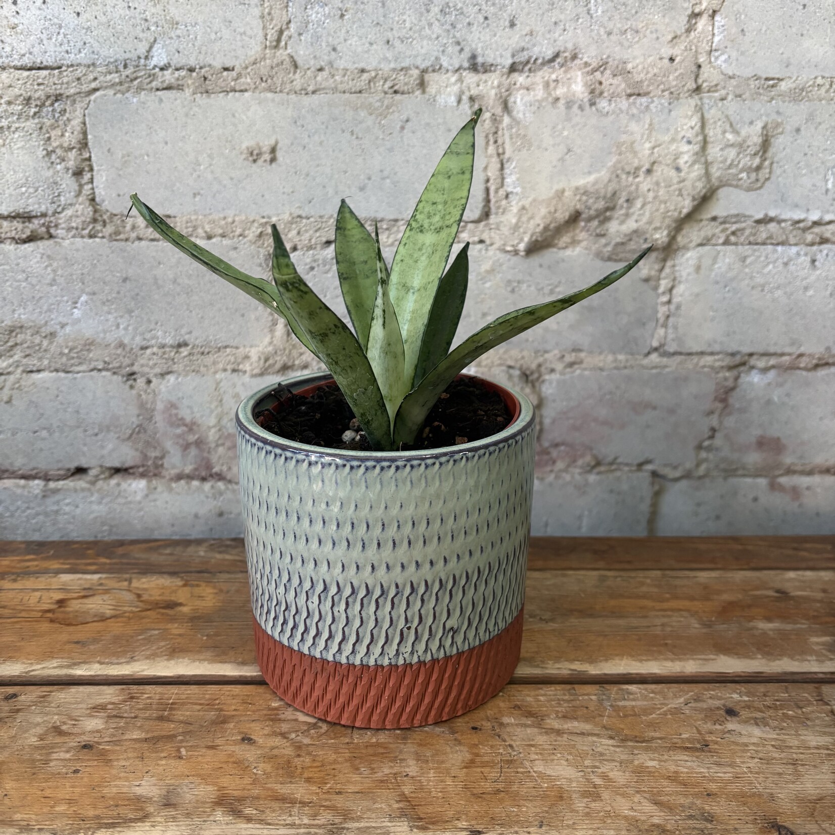 Sansevieria Silver Princess 4"