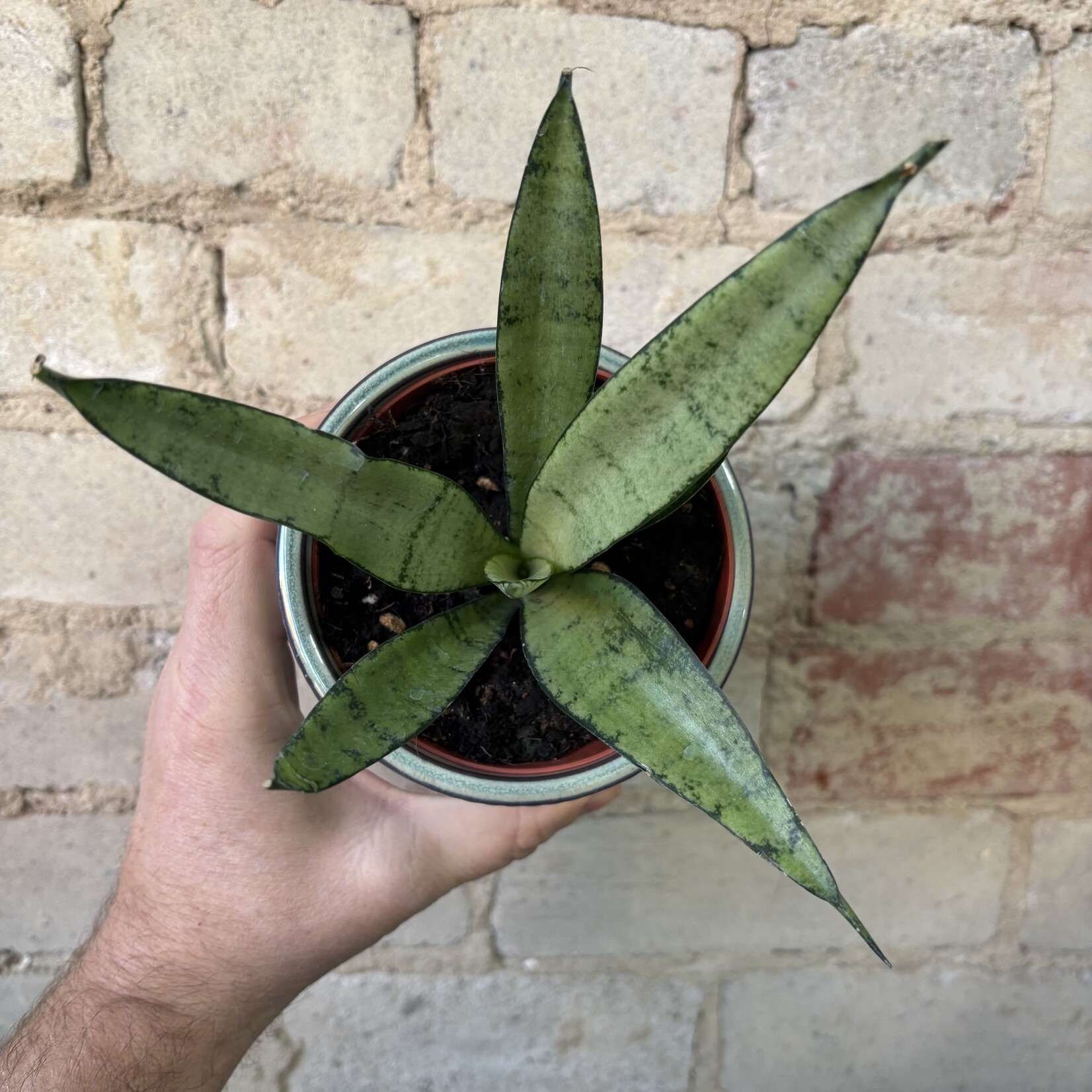 Sansevieria Silver Princess 4"