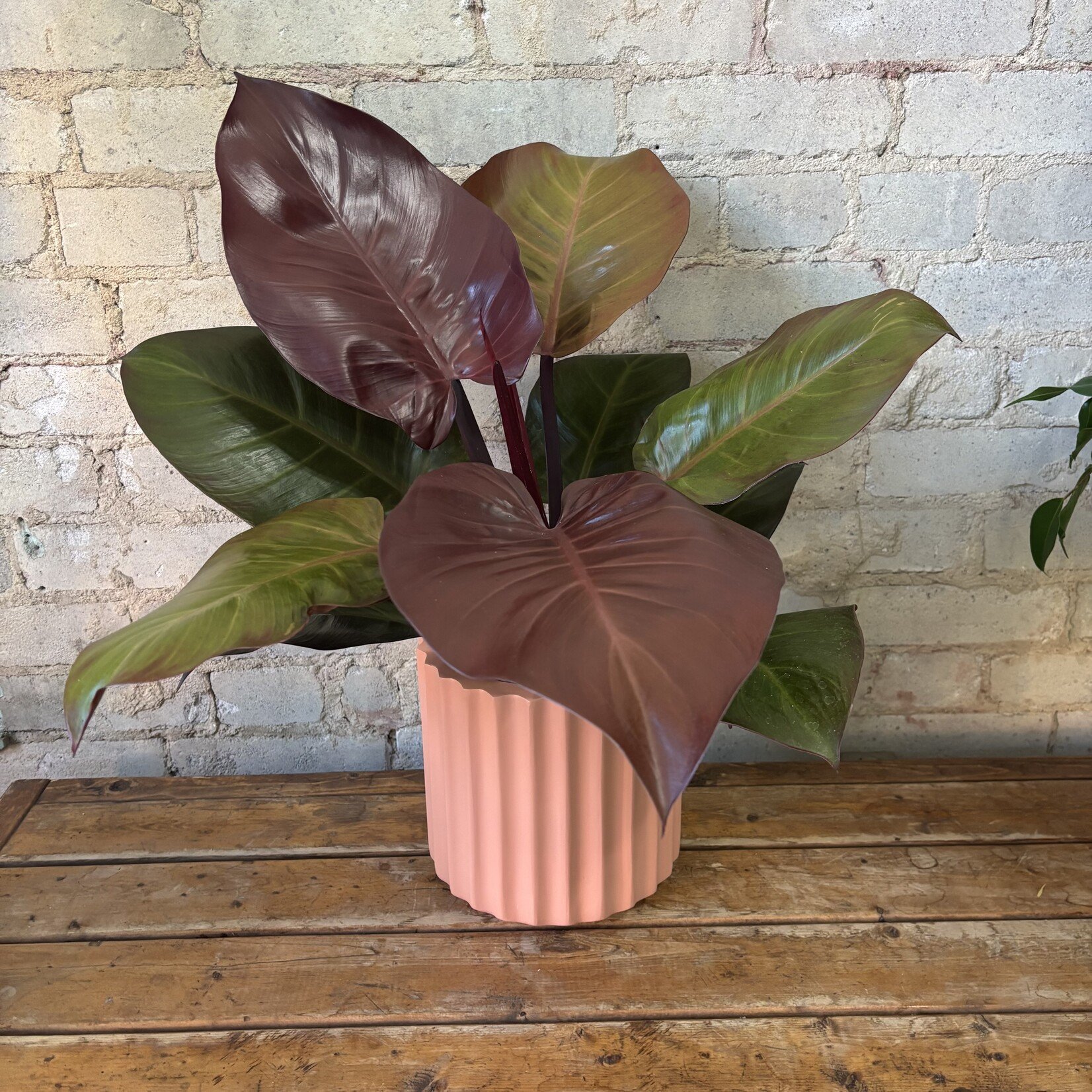 Philodendron McColley's Finale 6"