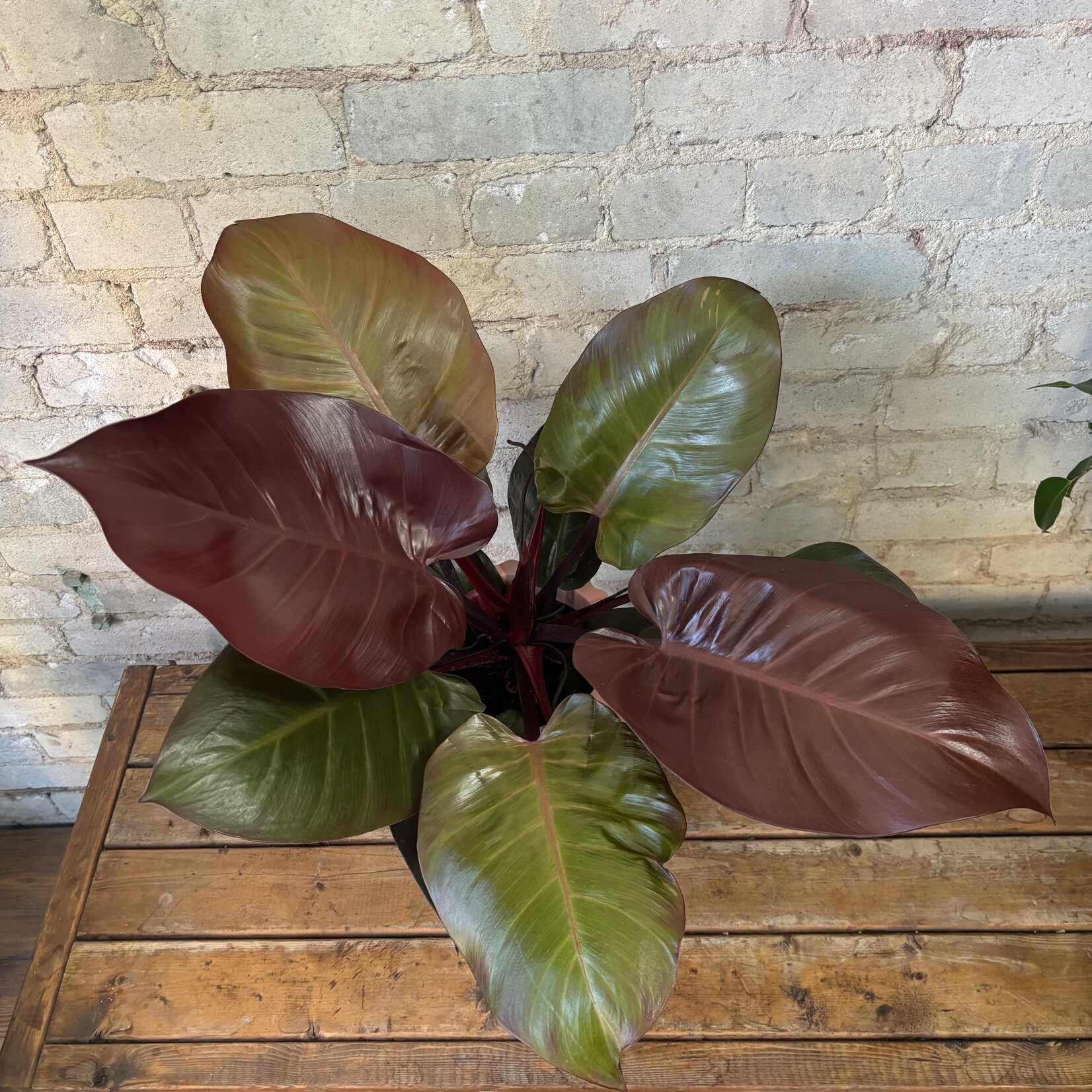 Philodendron McColley's Finale 6"