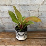 Philodendron Prince of Orange 4"