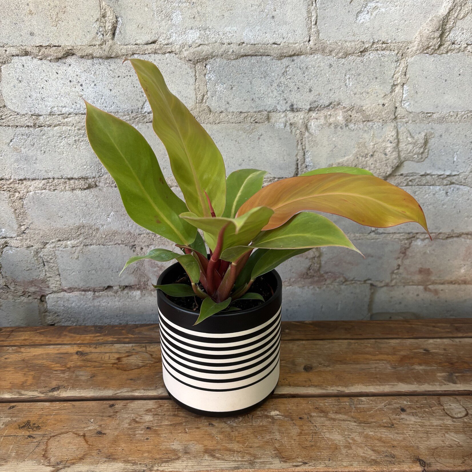 Philodendron Prince of Orange 4"