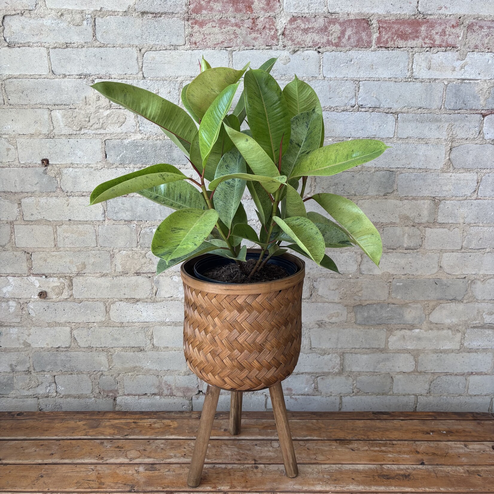 Ficus Shivereana Bush 10"