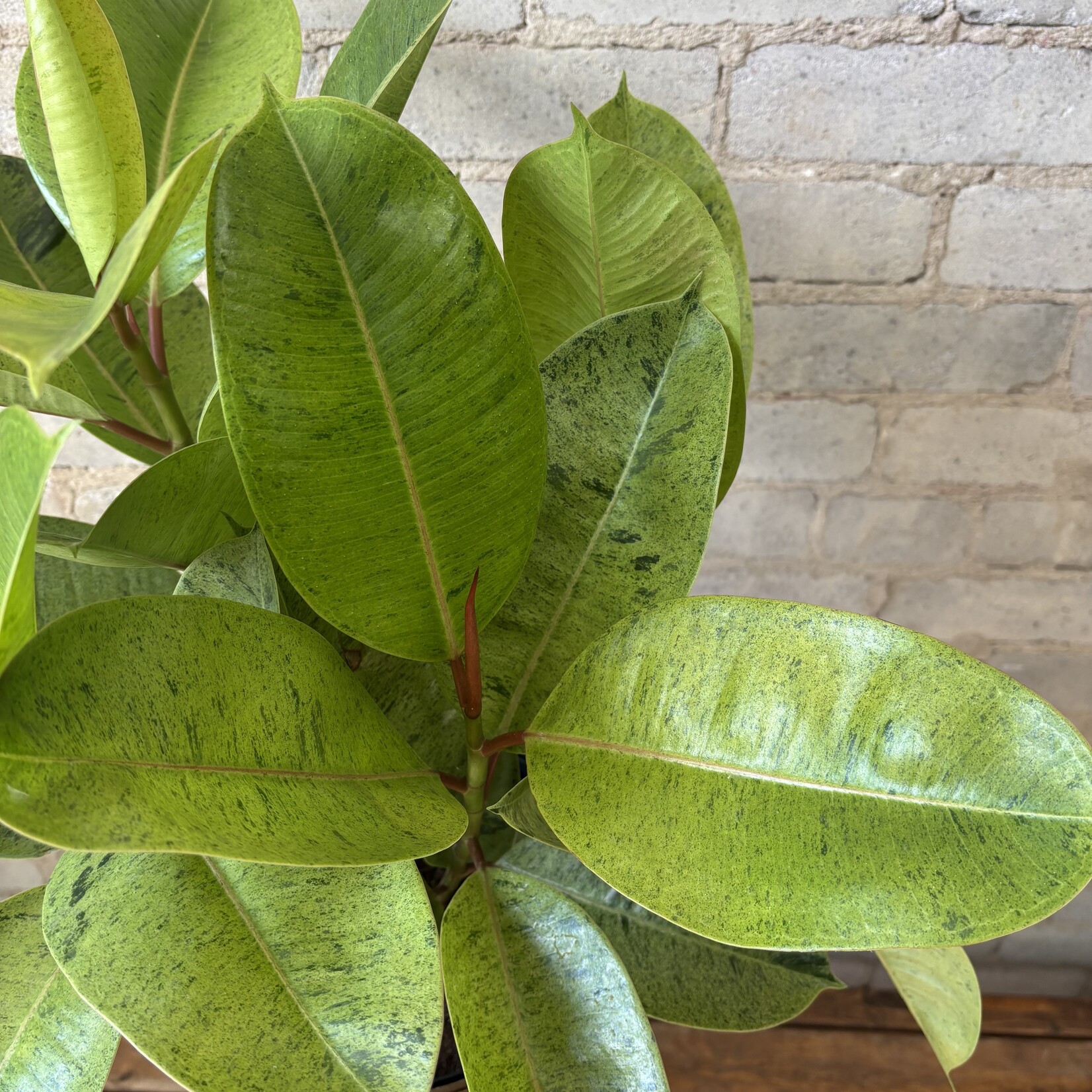 Ficus Shivereana Bush 10"