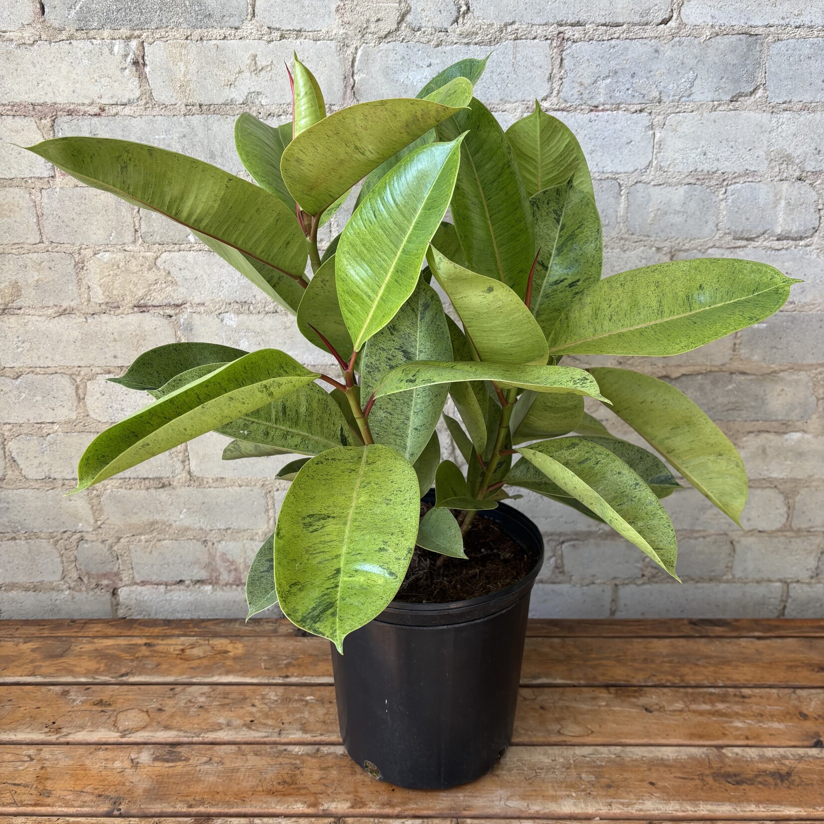 Ficus Shivereana Bush 10"