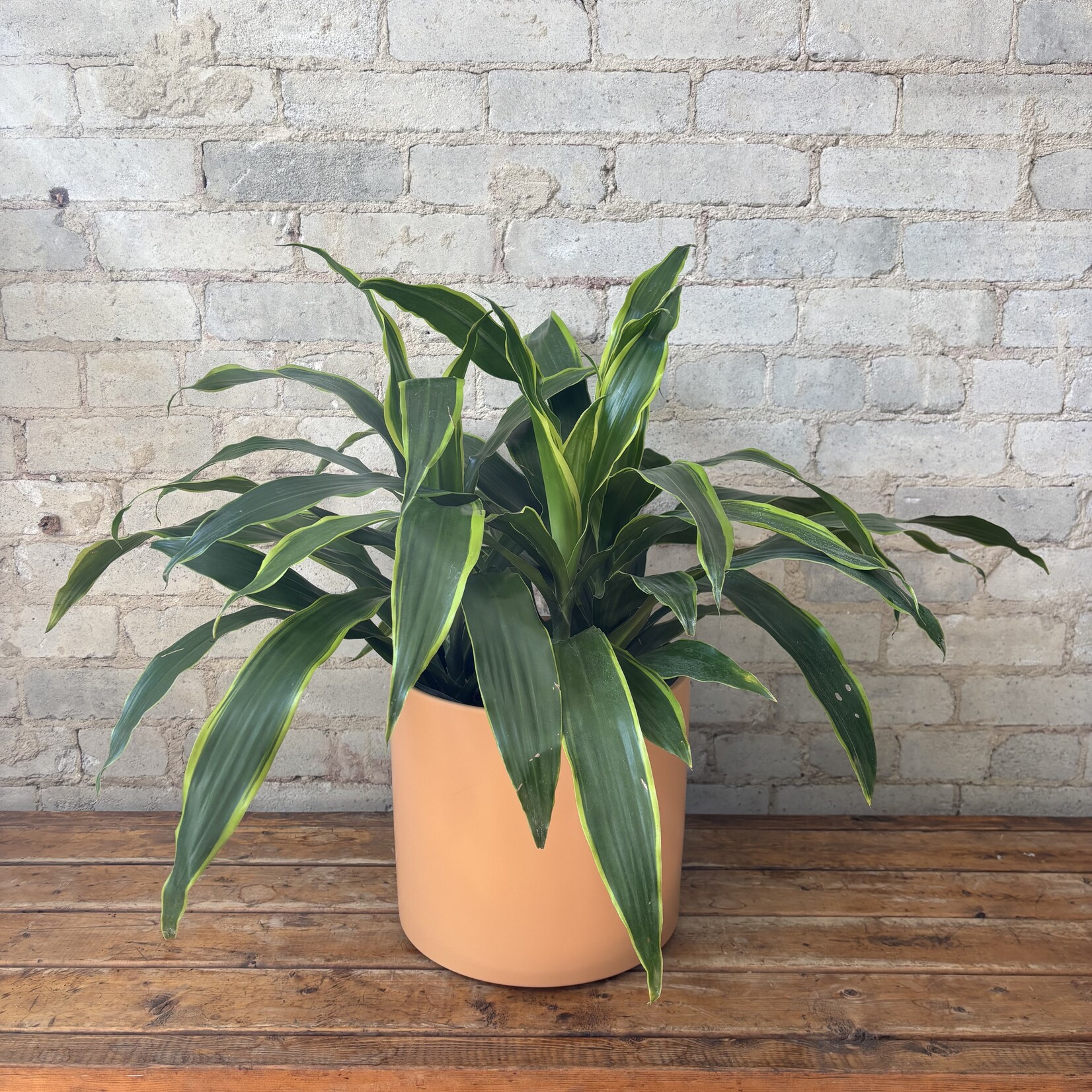 Dracaena Art Carmen Bush 10"