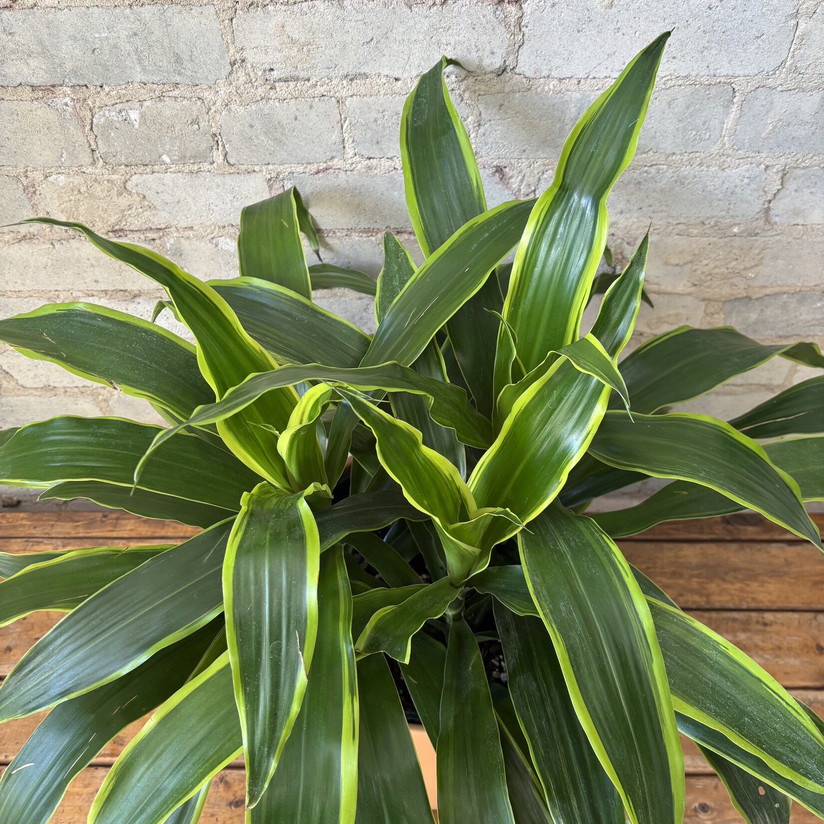 Dracaena Art Carmen Bush 10"