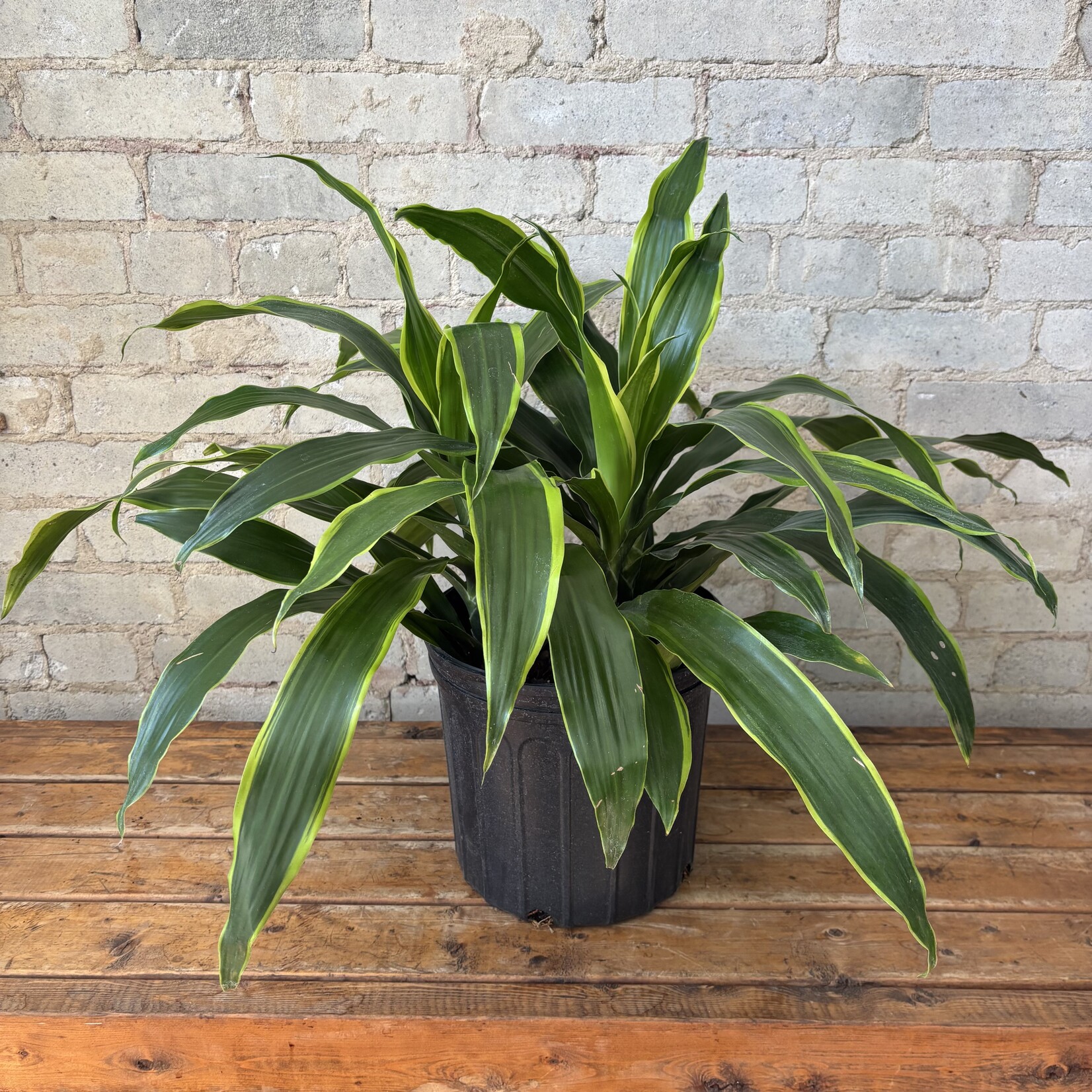 Dracaena Art Carmen Bush 10"