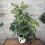 Natal Mahogany Bush 10"