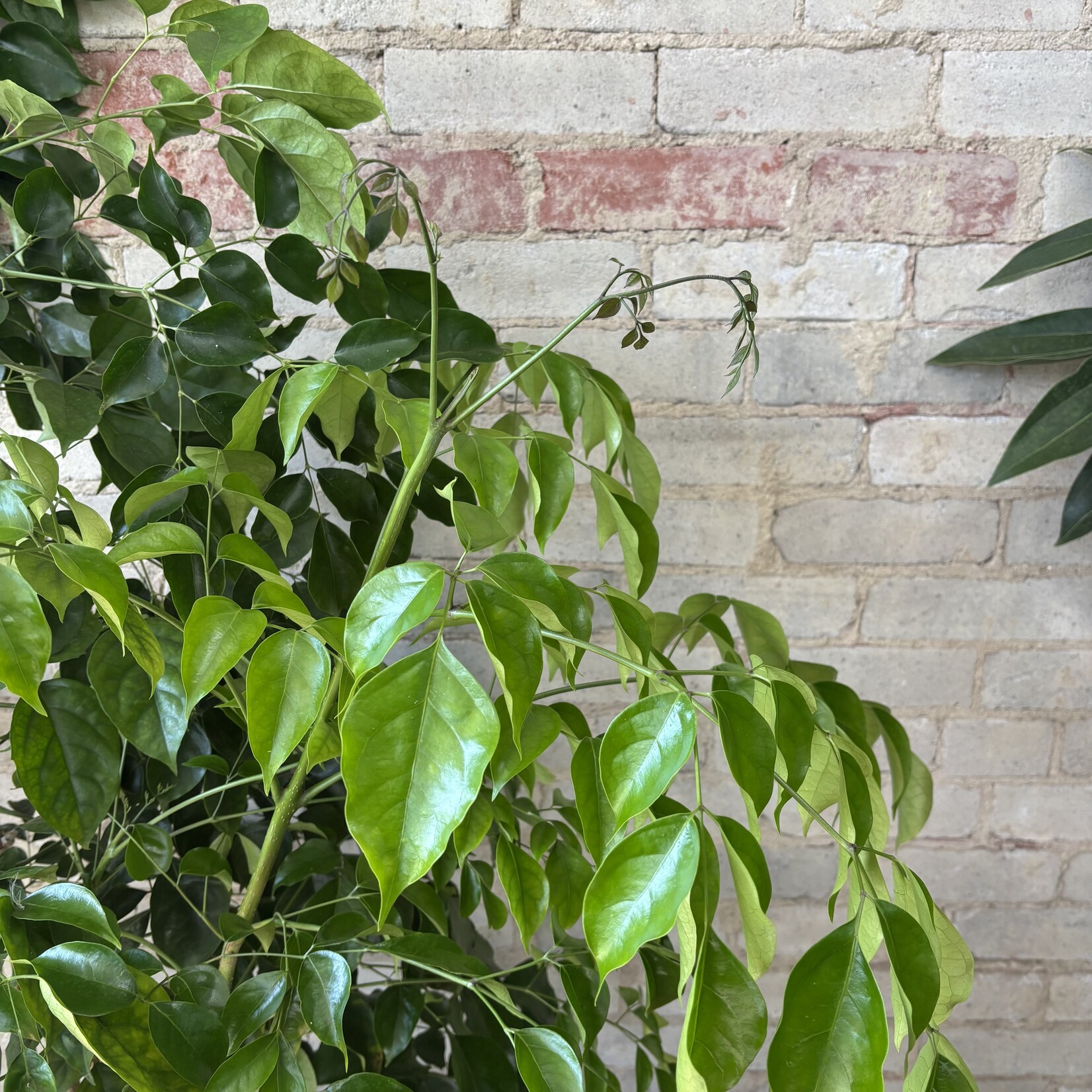 Natal Mahogany Bush 10"