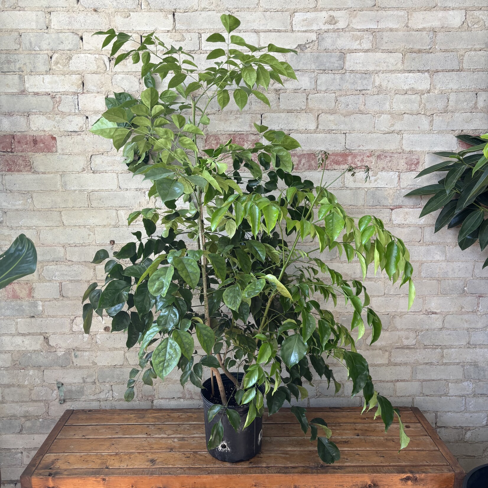 Natal Mahogany Bush 10"