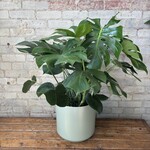 Monstera Deliciosa 10"