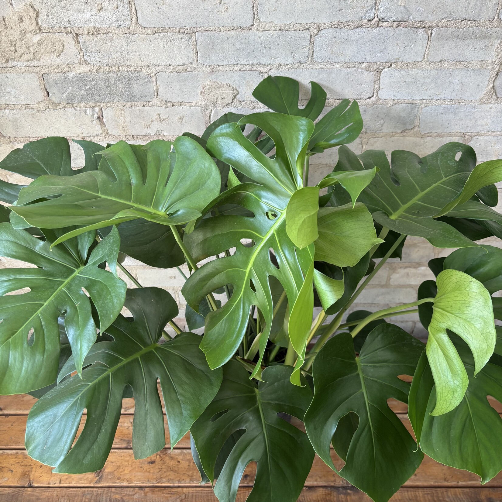 Monstera Deliciosa 10"