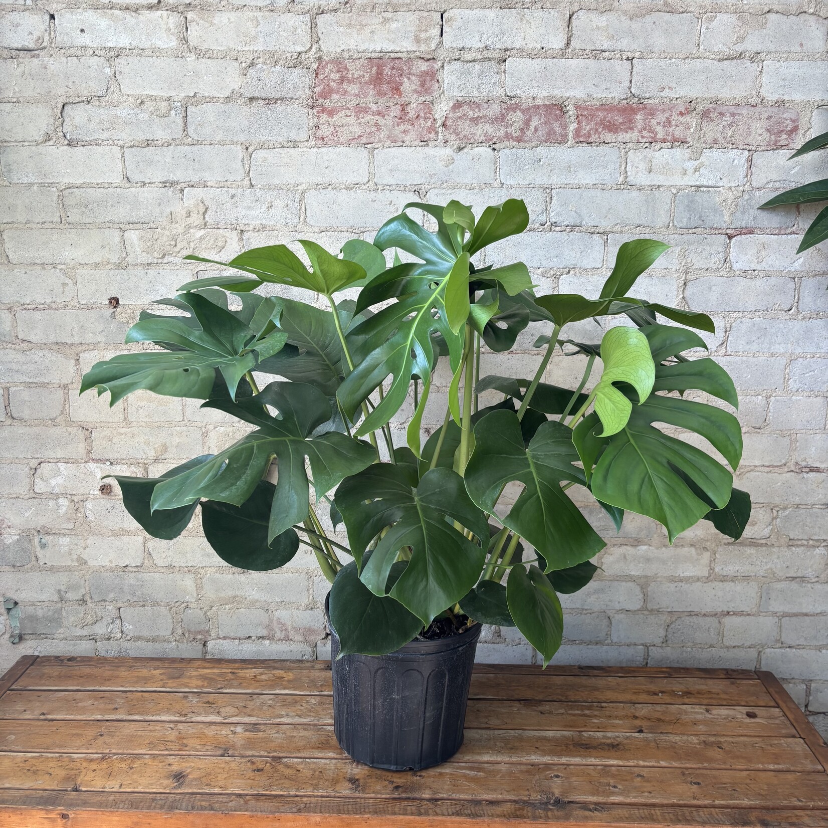 Monstera Deliciosa 10"