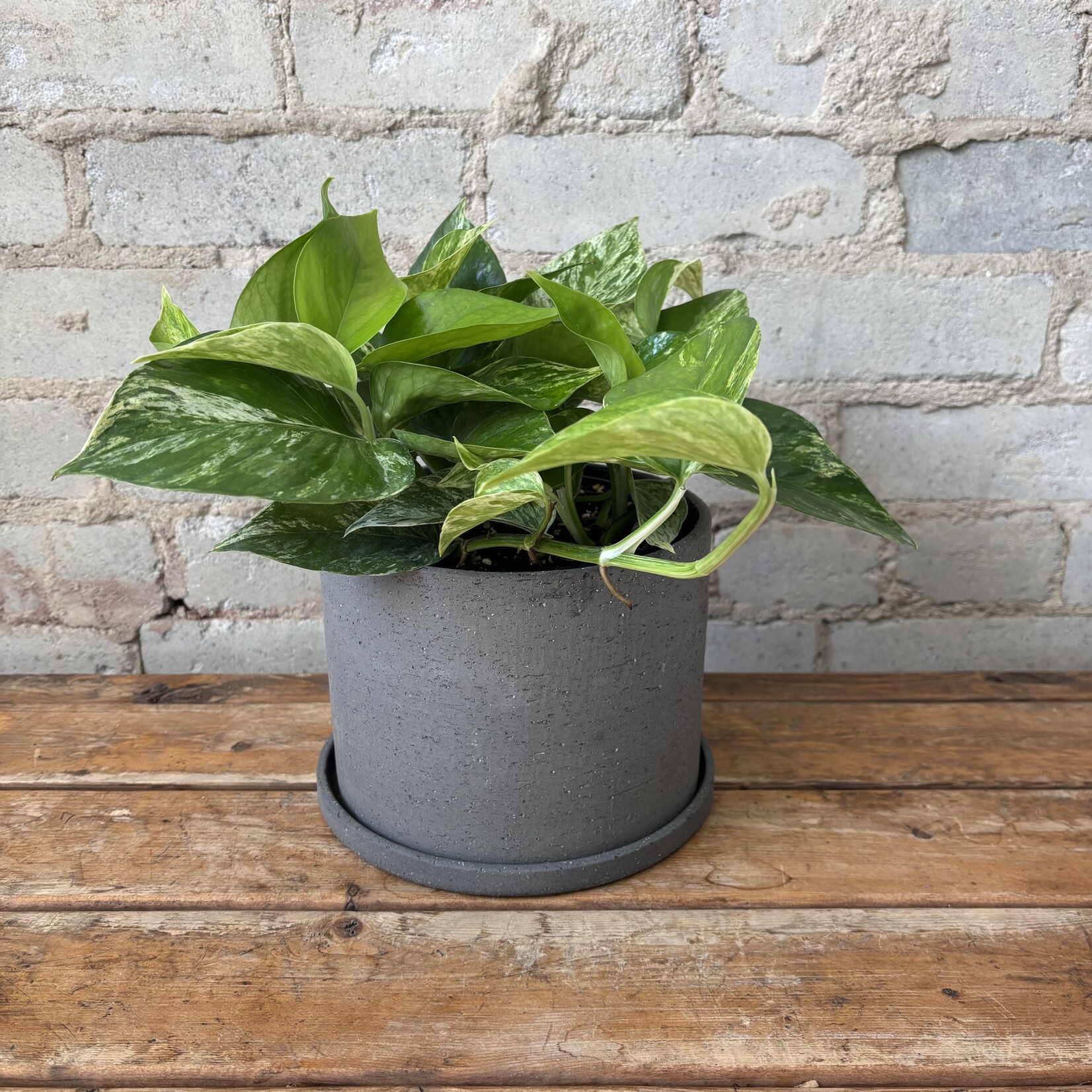 Marble Queen Pothos 6"