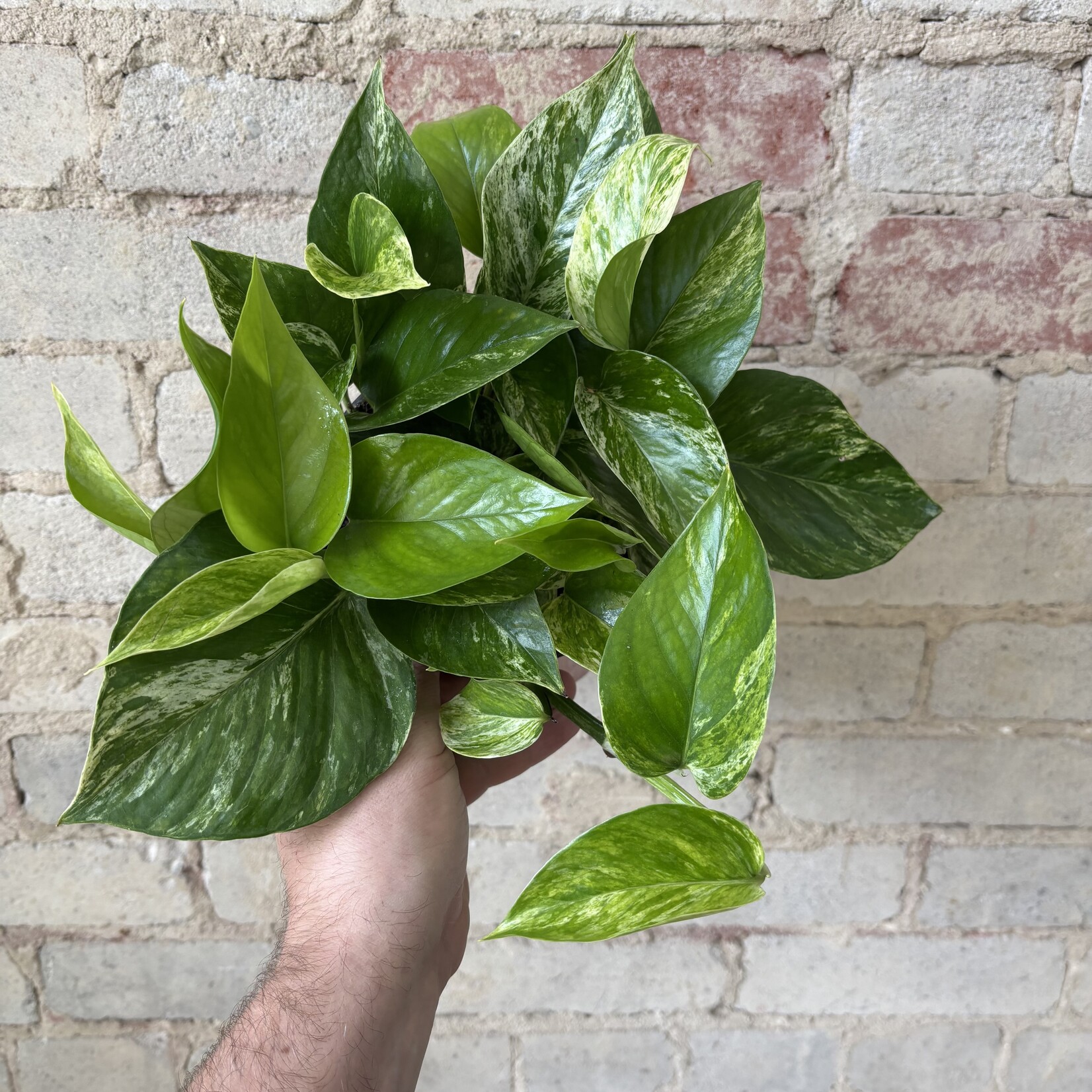 Marble Queen Pothos 6"