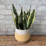 Sansevieria Futura Superba 6"