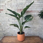 Strelitzia Nicolai White Bird of Paradise 10"