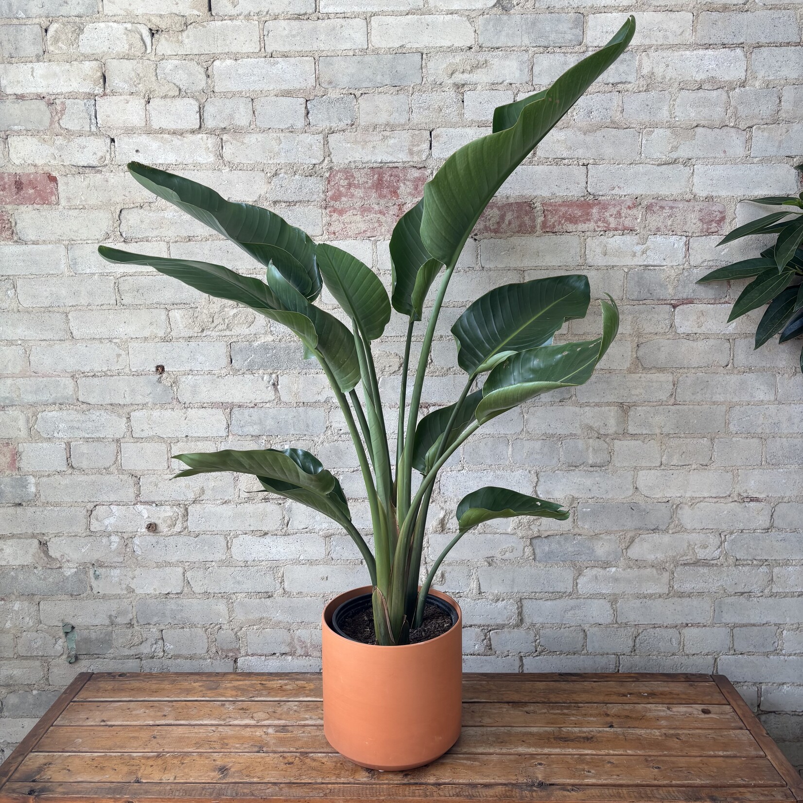 Strelitzia Nicolai White Bird of Paradise 10"