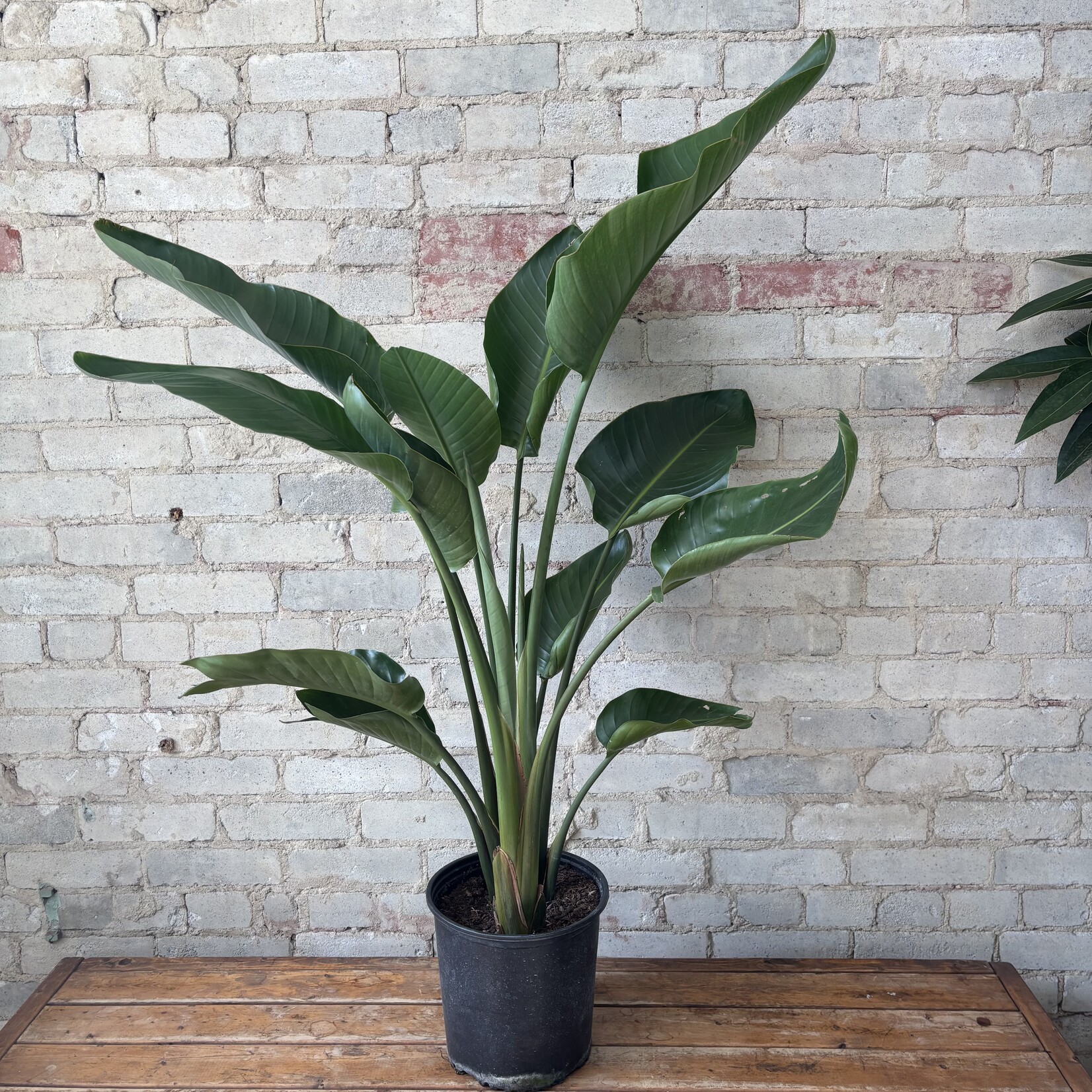 Strelitzia Nicolai White Bird of Paradise 10"