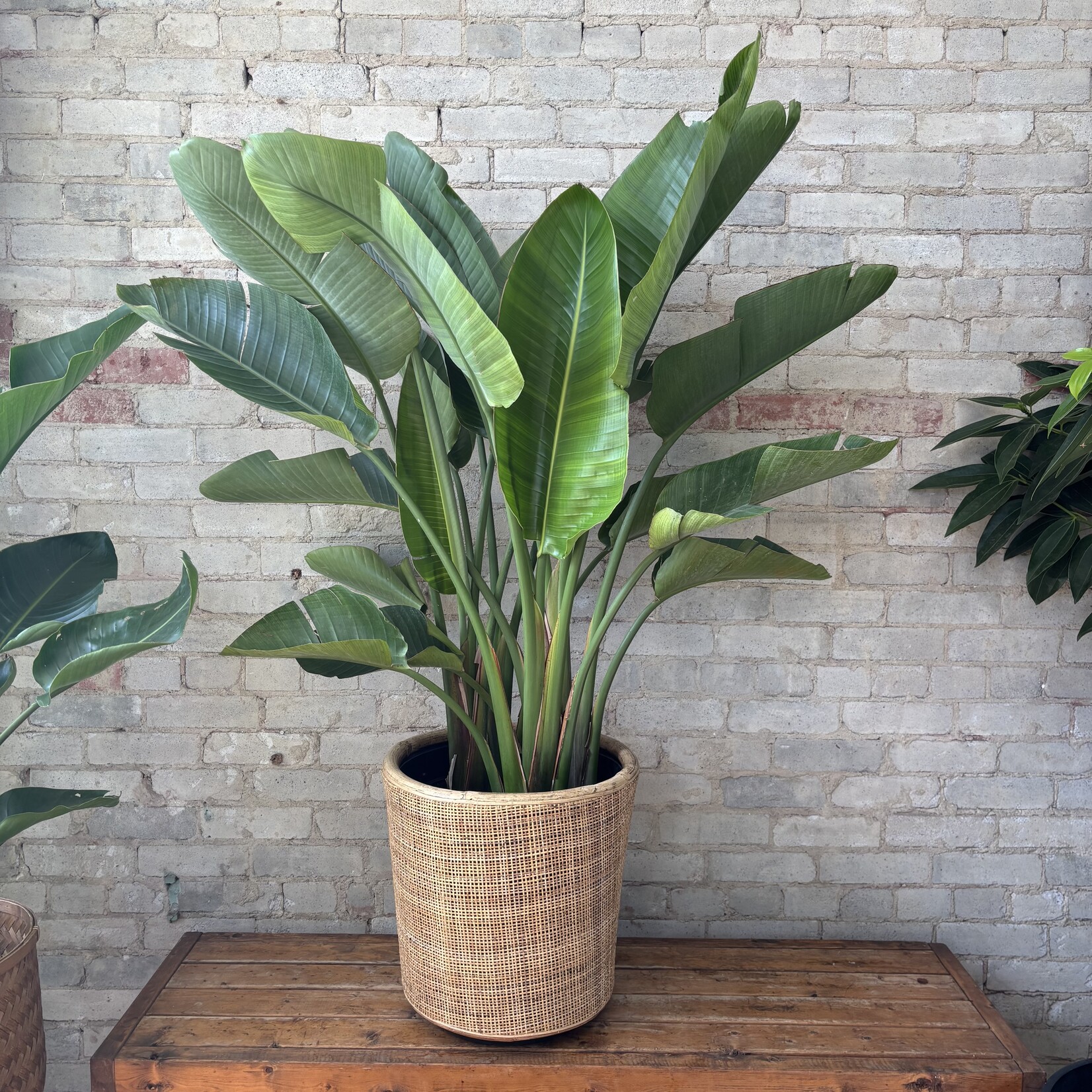 Bird of Paradise - Strelitzia Nicolai 14"