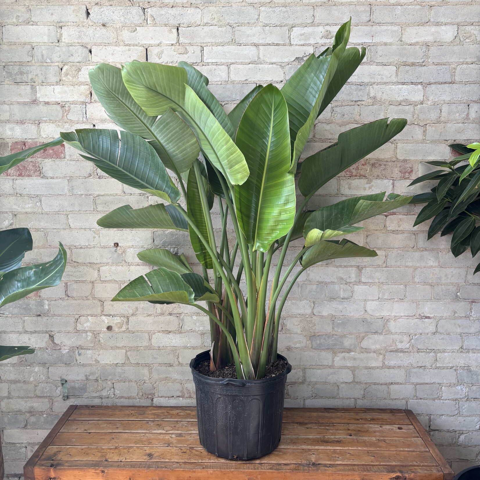 Bird of Paradise - Strelitzia Nicolai 14"