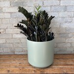 ZZ Plant Raven 10"