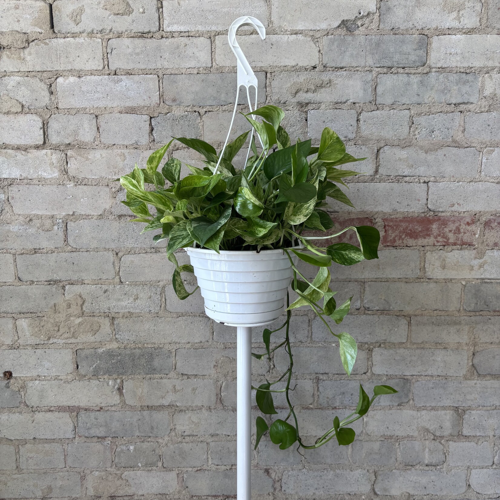 Marble Queen Pothos 8" HB