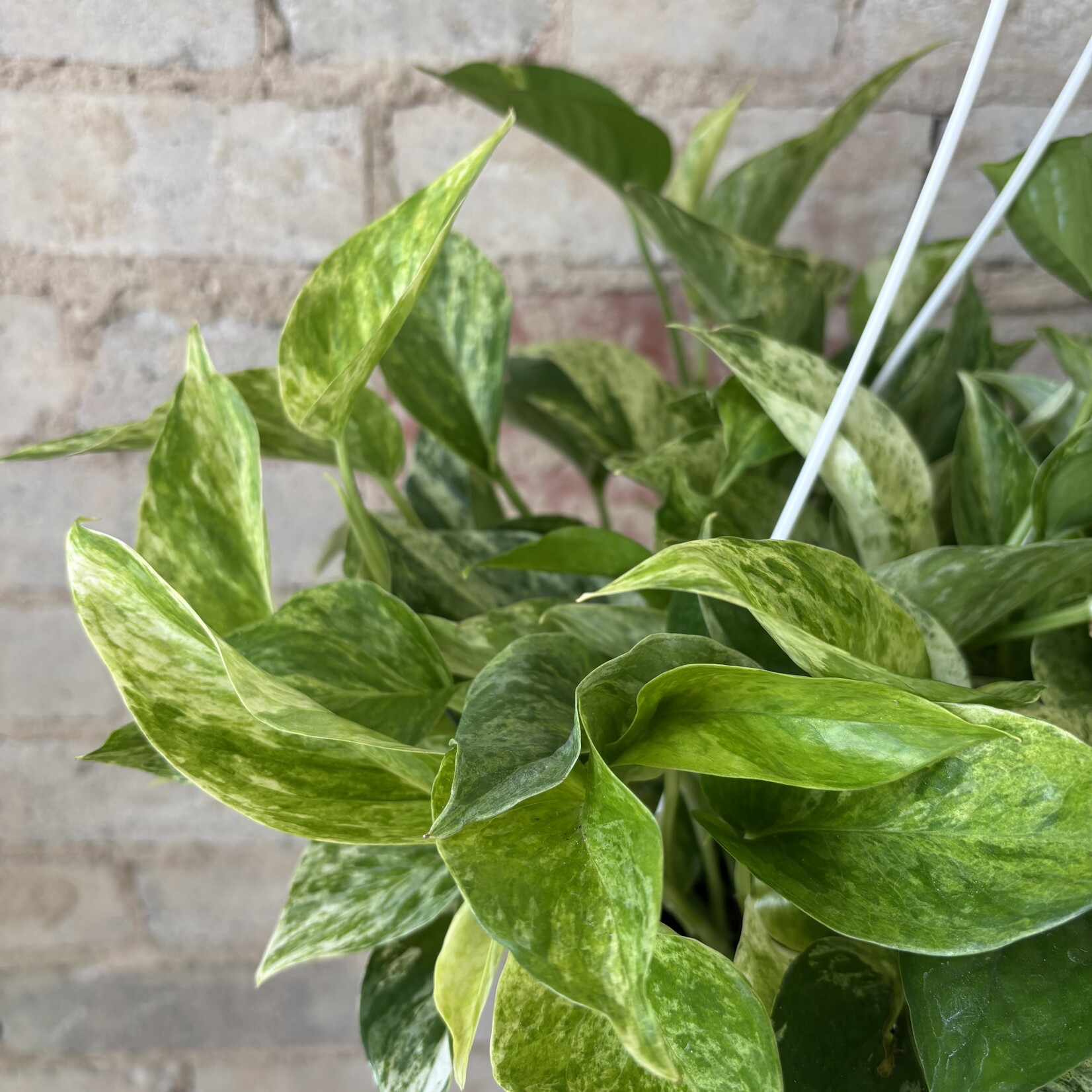 Marble Queen Pothos 8" HB