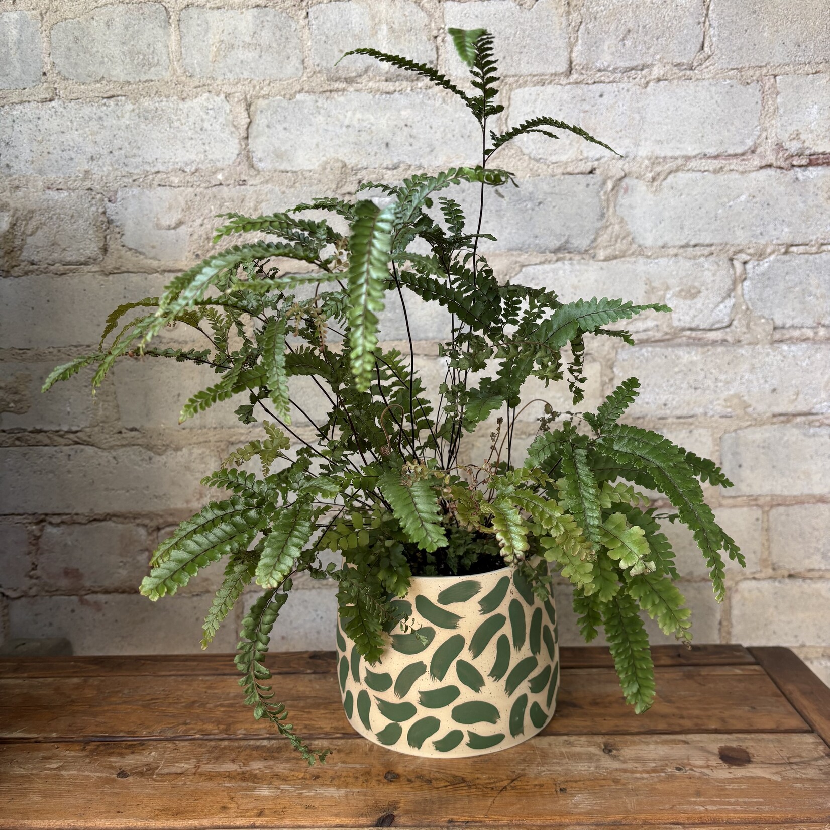 Rosy Maidenhair Fern 5"
