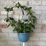 Hoya Meliflua 8"