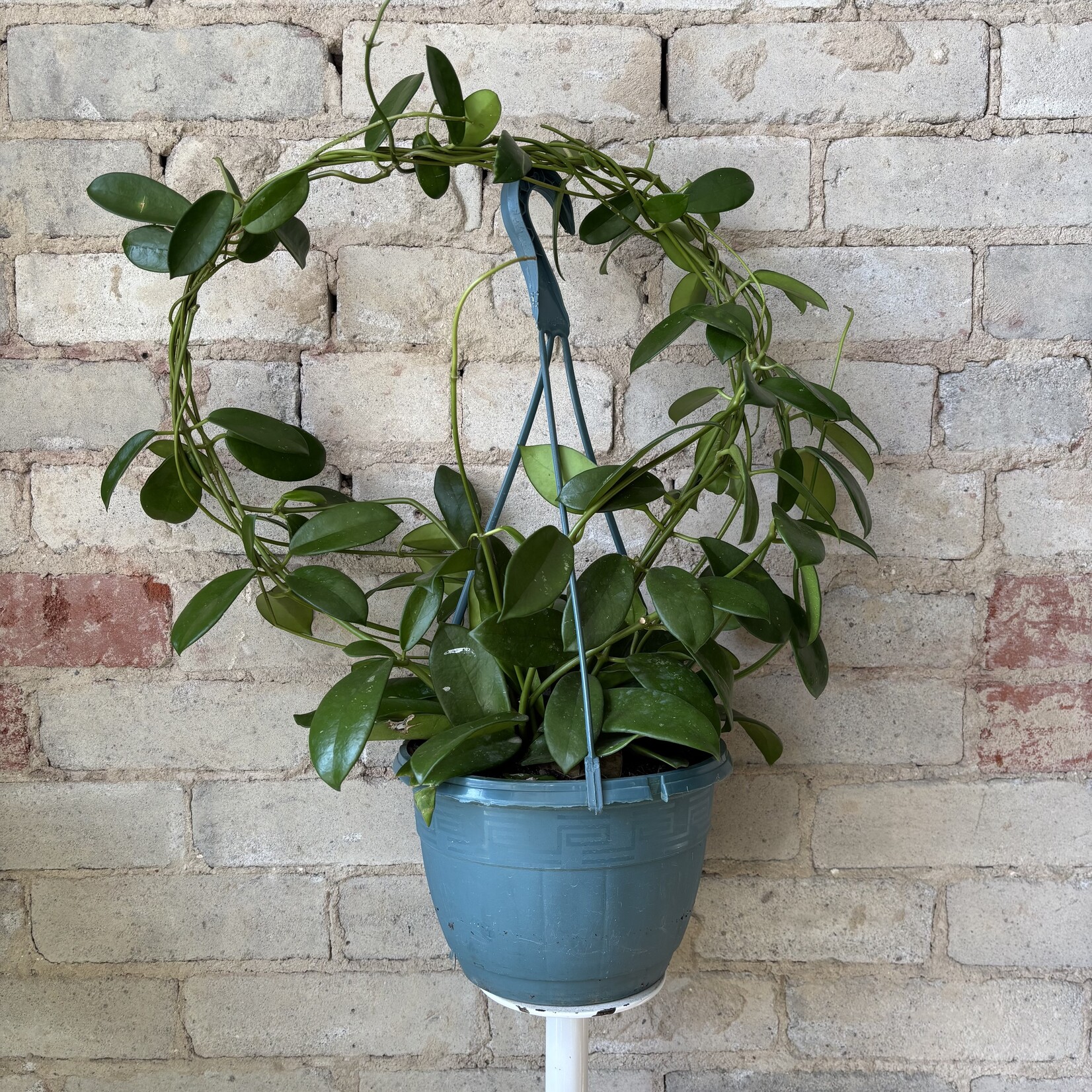 Hoya Meliflua 8"