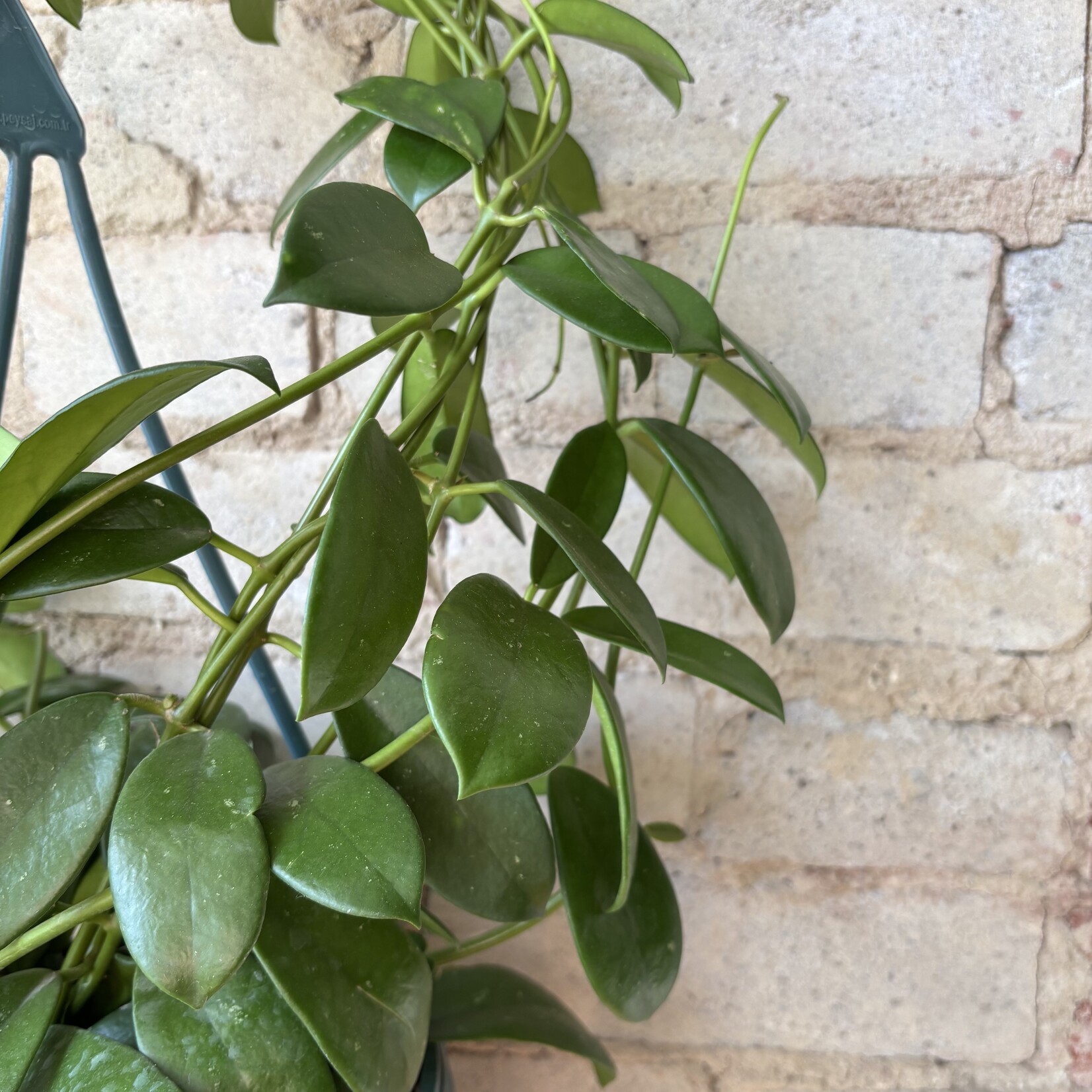 Hoya Meliflua 8"