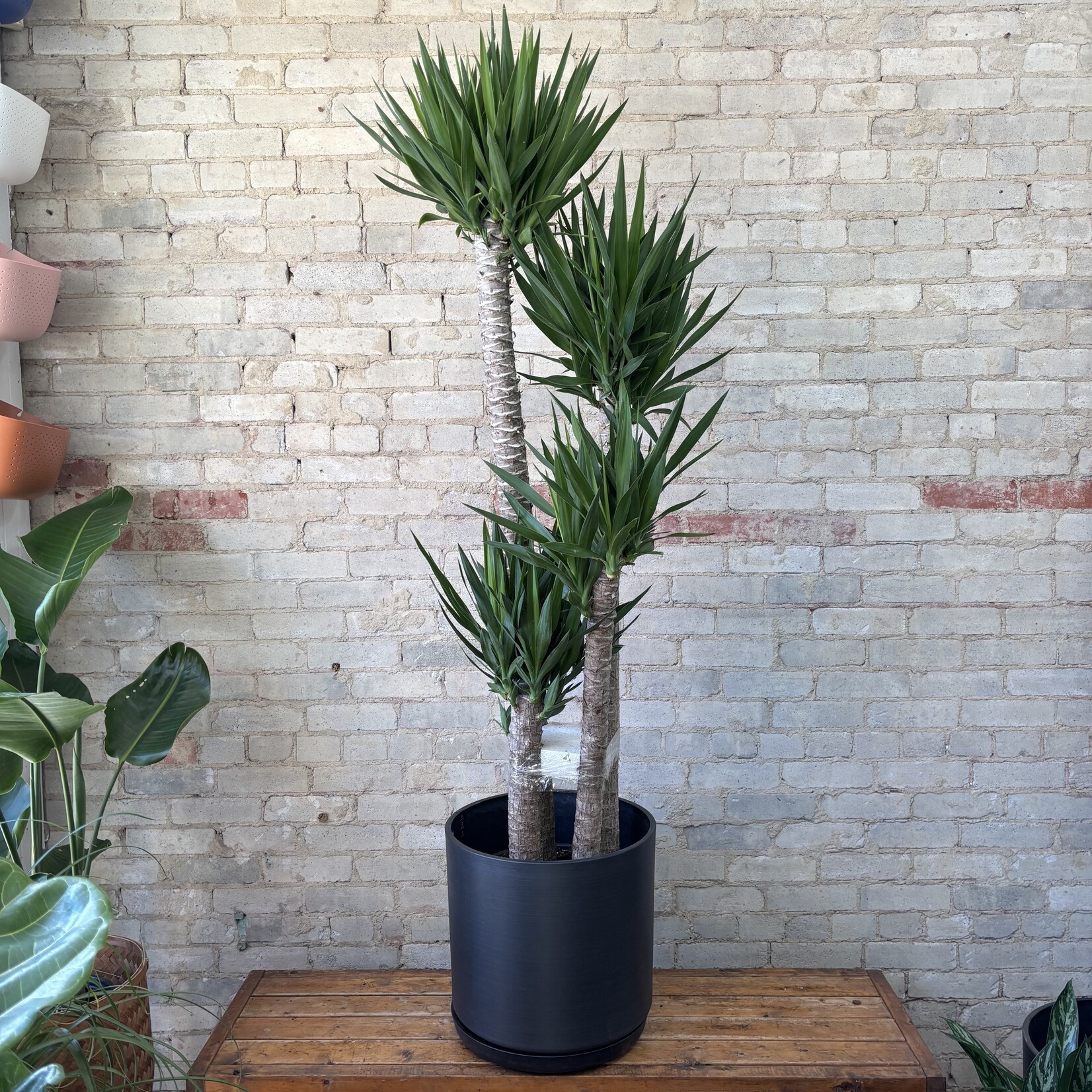 Dracaena Yucca Cane 14" TALL