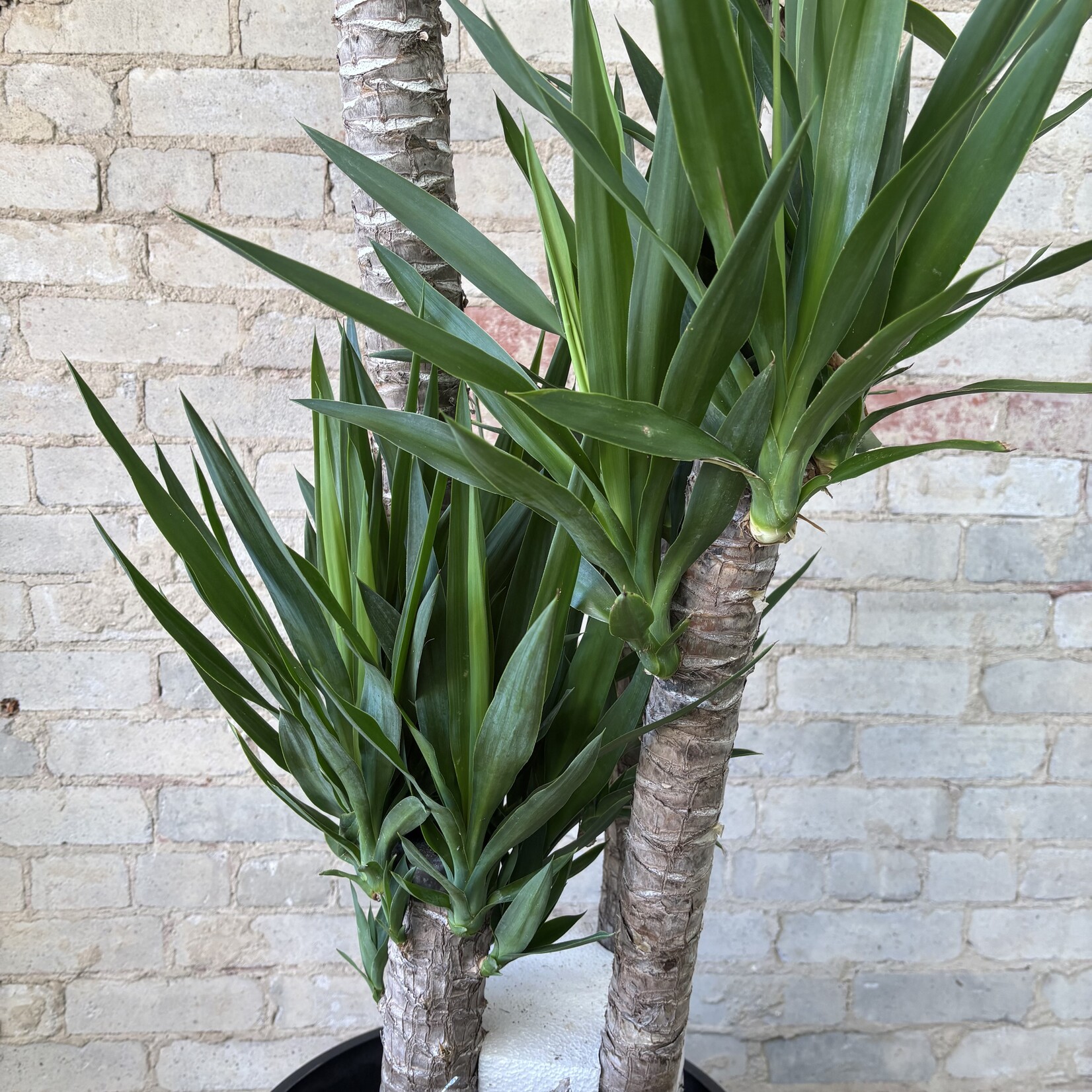 Dracaena Yucca Cane 14" TALL